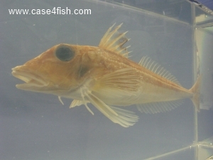 Foto Galerie/Perciformes/Triglioidei/Eutrigla gurnardus/Eutrigla gurnardus_03_S.jpg
